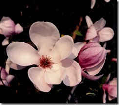 magnolia